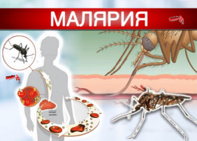 Профилактика малярии Профилактика малярии.